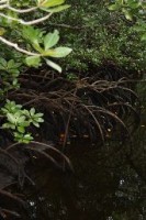 Mangrove bos