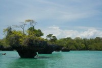 Mangrove bossen rond Zanzibar eiland