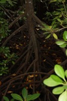 Mangrovewortels worden veel als bouwmateriaal gebruikt