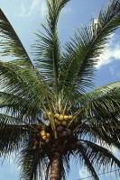 Langs de kustlijn van Mafia groeien overal palmbomen. Vallende kokosnoten vormen soms een serieus gevaar / Bron: Publiek domein, Wikimedia Commons (PD)