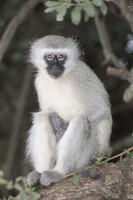 Vervet Monkey / Bron: Derek Keats, Wikimedia Commons (CC BY-2.0)