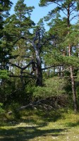 Een blik op de Gotlandse vegetatie / Bron: Neveah