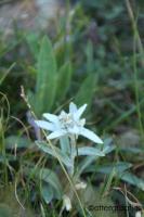edelweiss Latijns <I>leontopodium alpinum</I> / Bron: ©ottergraafjes