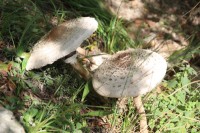 paddenstoelen / Bron: ©ottergraafjes