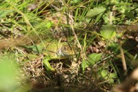 Green Lizard hagedis / Bron: ©ottergraafjes