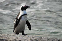 Afrikaanse pinguïns / Bron: Paul Mannix, Wikimedia Commons (CC BY-SA-2.0)