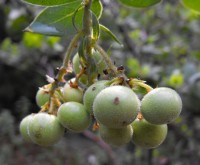 Arctostaphylos catalinae fruit / Bron: Stickpen, Wikimedia Commons (Publiek domein)