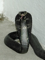 Spitting Cobra<STRONG> G AA</STRONG> / Bron: Nick Baker, Wikimedia Commons (CC BY-3.0)