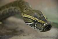 Rock Python <STRONG>OOO</STRONG> / Bron: AleGranholm, Flickr (CC BY-2.0)