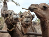 Kamelen Oasis Park