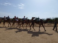 Kamelen safari Oasis Park