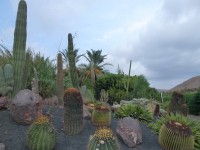 Cactussen botanische tuin, Oasis Park